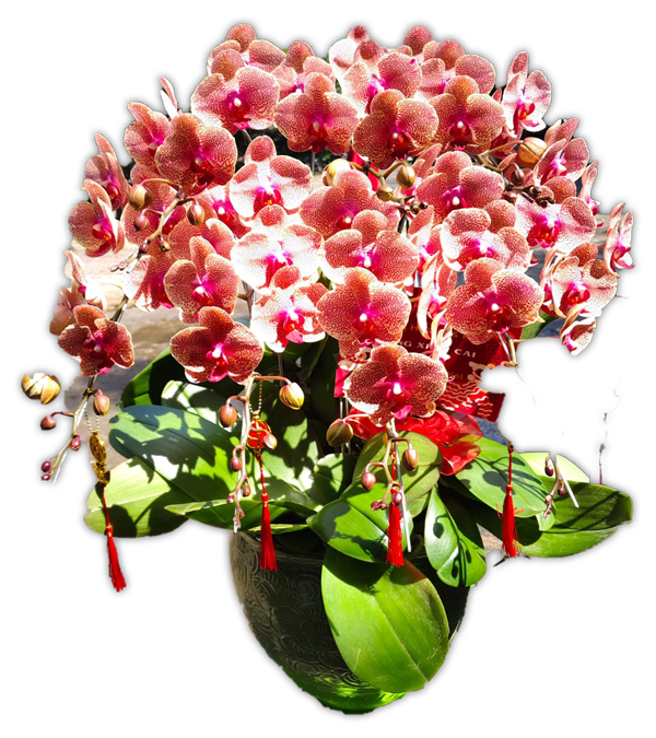 Bunga Anggrek Gloria Florist