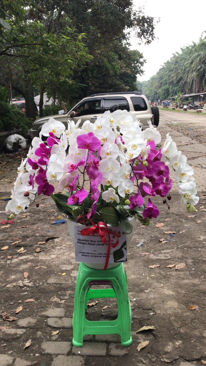 Bunga Anggrek Gloria Florist