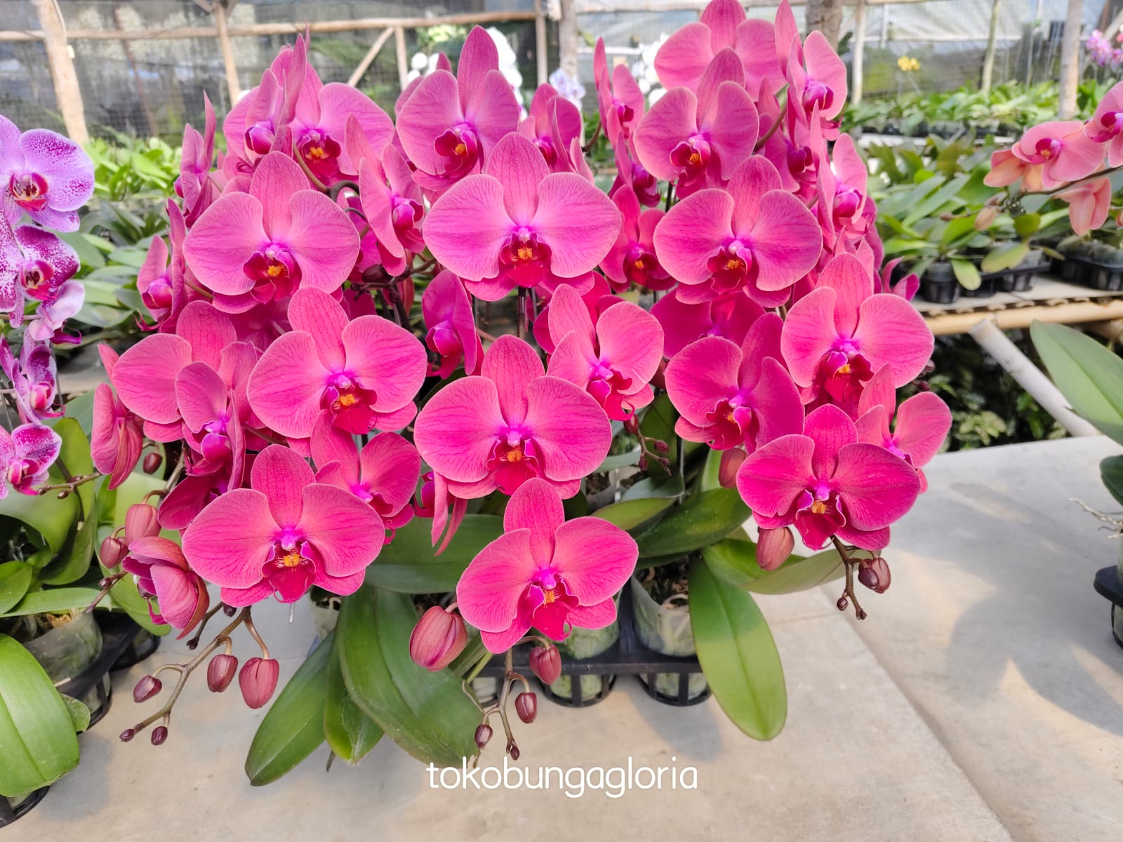 Bunga Anggrek Gloria Florist