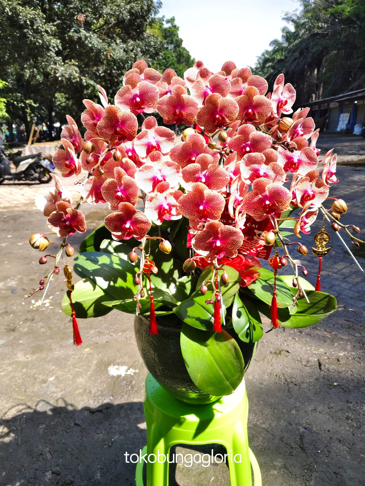 Bunga Anggrek Gloria Florist