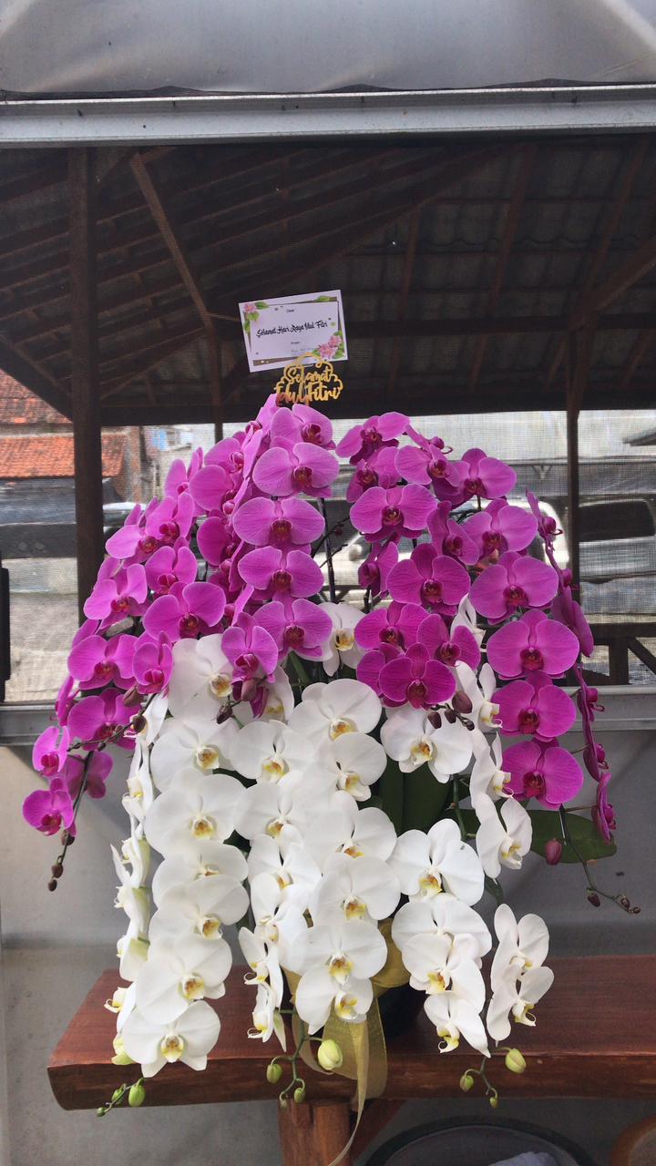 Bunga Anggrek Gloria Florist
