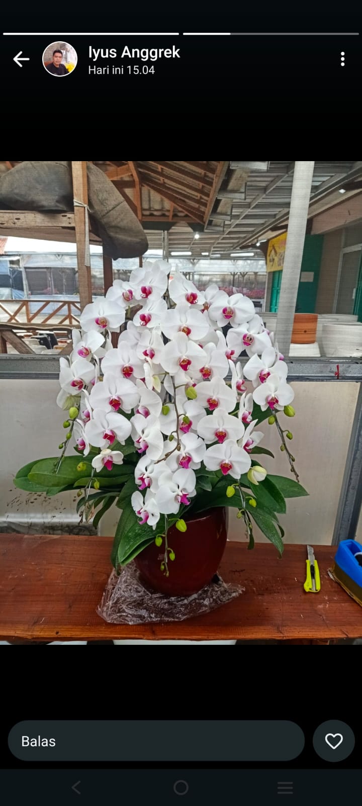 Bunga Anggrek Gloria Florist