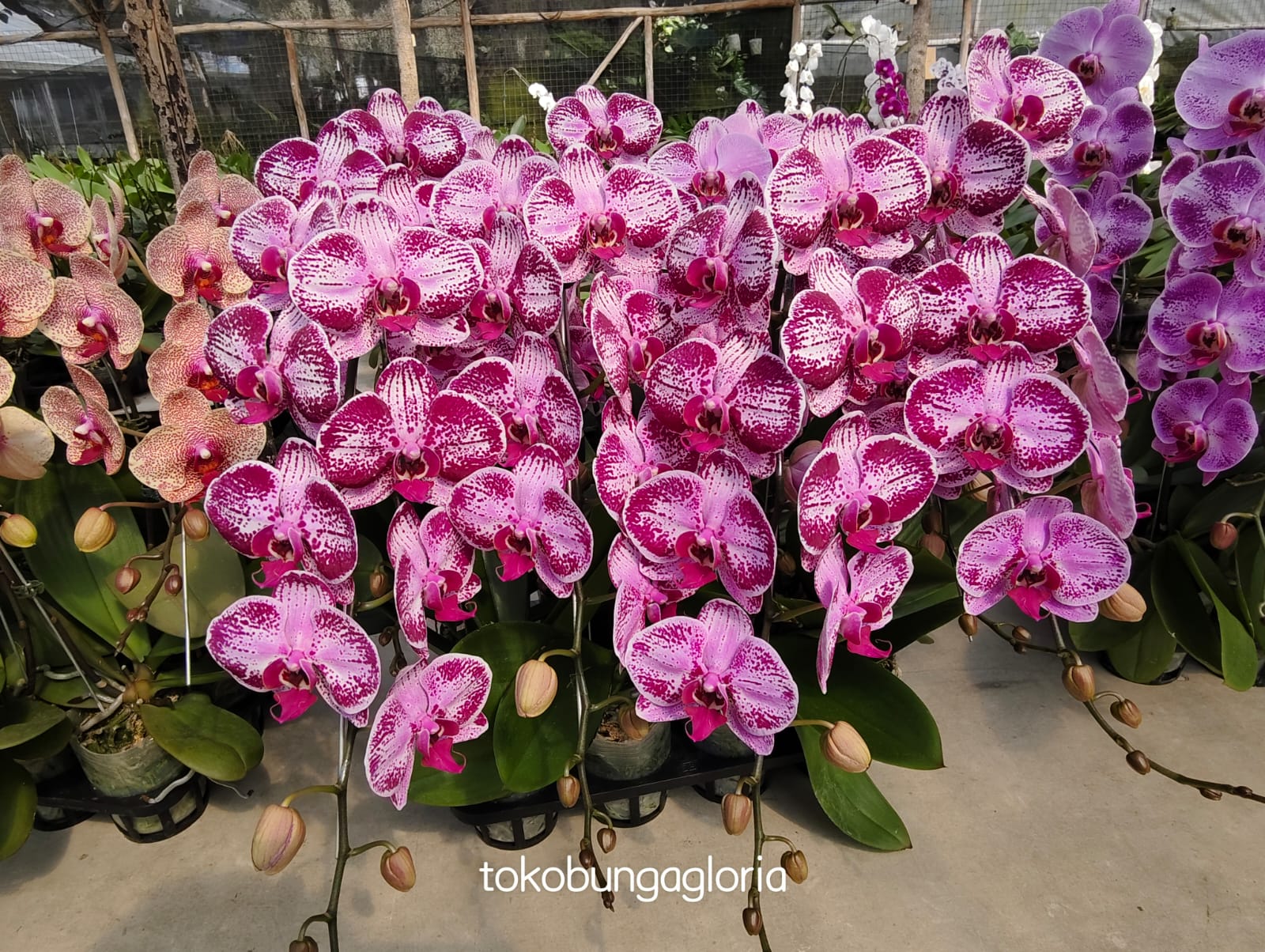 Bunga Anggrek Gloria Florist