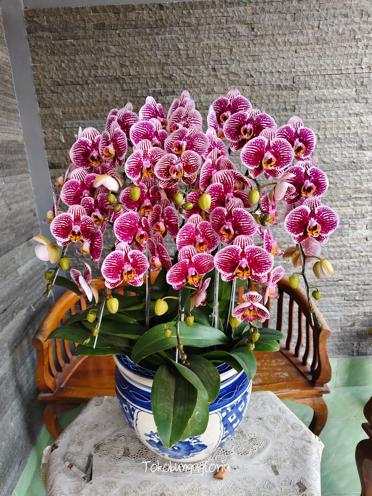 Bunga Anggrek Gloria Florist